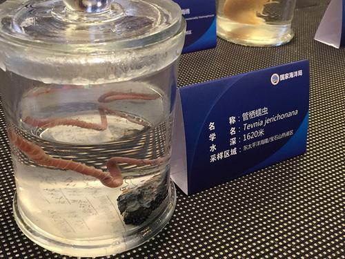 国家海洋局展示的深海生物标本。图为管栖蠕虫。光明日报记者 杨舒摄/光明图片