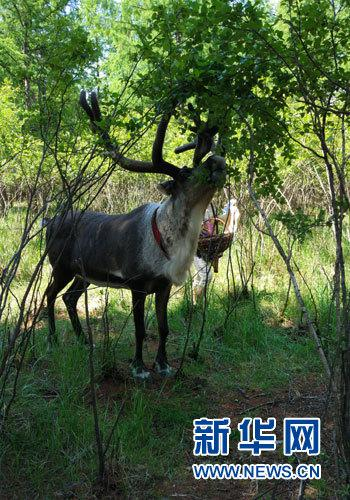 6月22日，敖鲁古雅使鹿部落景区，正在啃树叶的驯鹿。新华网 张敏彦 摄