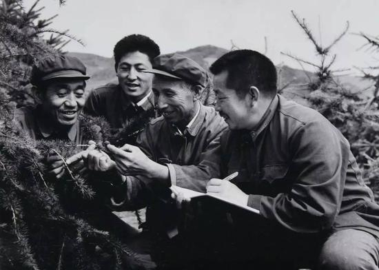 林场技术人员调查落叶松球果生长情况