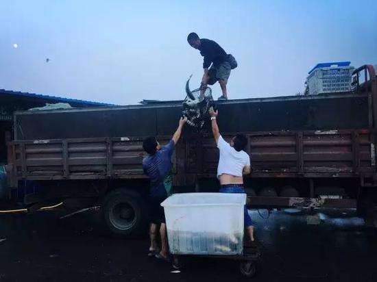 2017年8月5日傍晚，鱼贩正在陶玉春（左下）的摊位收鱼，随后将运往其他城市销售