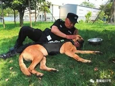 ▲白雁和警犬是曾经并肩作战的战友，如今朝夕相处的“亲人”。 &nbsp; &nbsp;资料图片