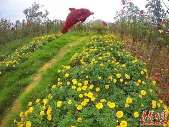 老屋背花海鲜花盛开。湖南日报记者 徐行 摄