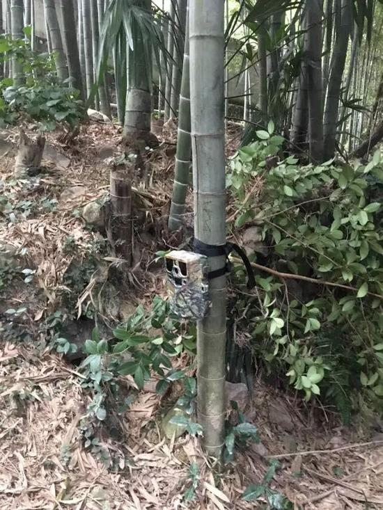 林业部门安装的摄像头