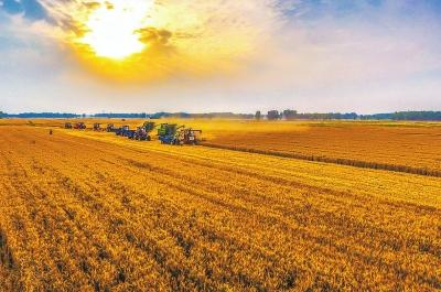 麦浪涌金，寄托着中原儿女脱贫致富的希望与梦想。高万宝摄