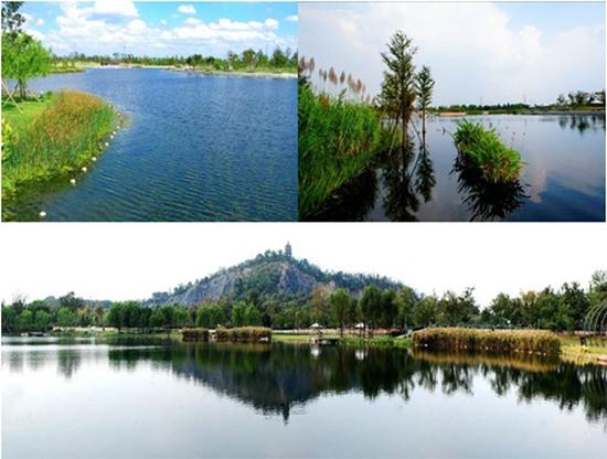 辰山植物园东湖的人工水域生态系统，综合考虑水生植物和水生动物净化