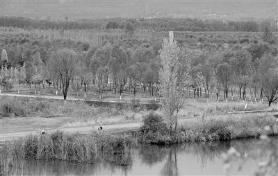 延庆蔡家河，昔日荒滩如今成为北京单片面积最大的林地 摄影/本报记者 袁艺