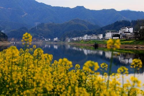 安徽黄山新安江两岸，油菜花依次绽放。 &nbsp;施广德摄