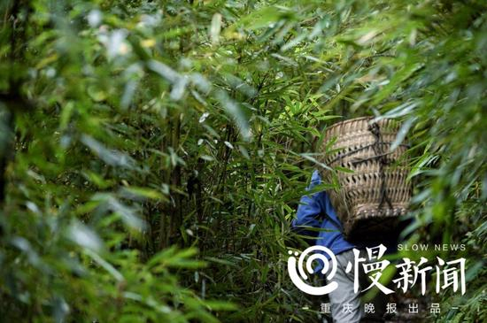 方竹林里被老周走出一条道来