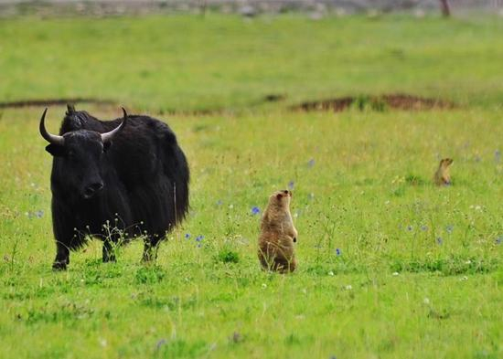 牦牛和旱獭&nbsp;彭年/摄