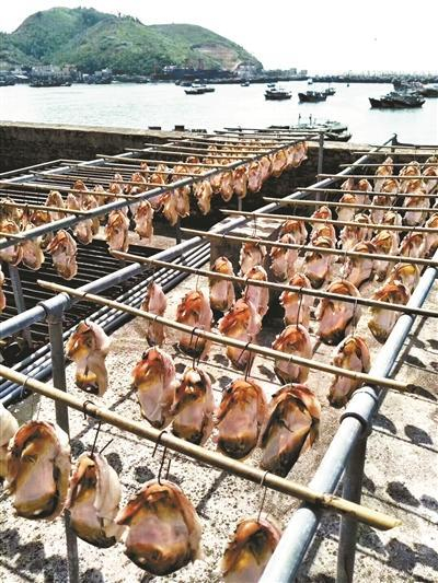 河豚鱼干晾晒现场