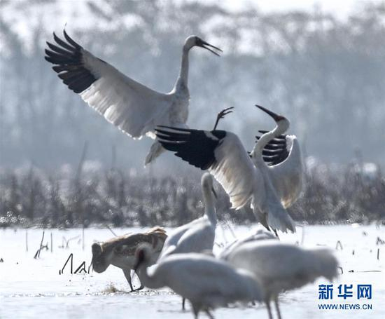 两只白鹤在南昌市五星农场的湿地中嬉戏（12月3日摄）。新华社记者 周密 摄