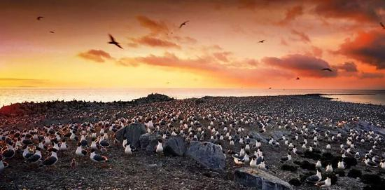  鸟岛&nbsp;葛玉修摄