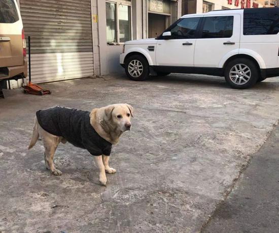 狗子性格温和，并不是不拴绳的理由。图/胡克非