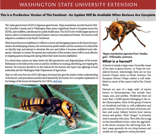  华盛顿州立大学网站上关于大虎头蜂的信息。
