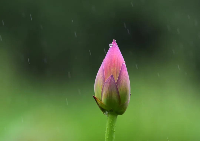 小荷才露尖尖角。（还月亮&nbsp;摄）