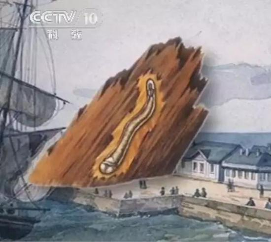 资料图：木材中的船蛆