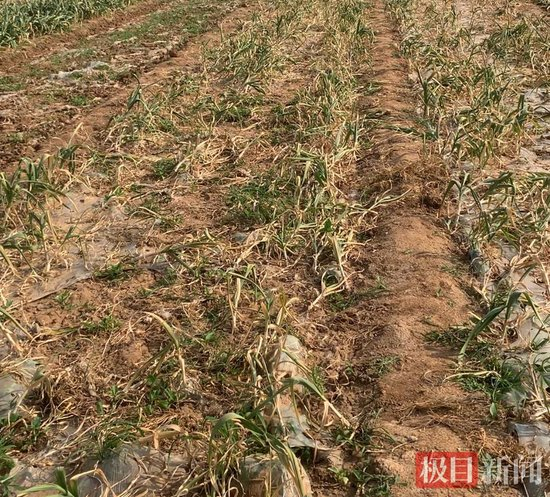  大幅减产的大蒜地（极目新闻记者 李淑仪摄）