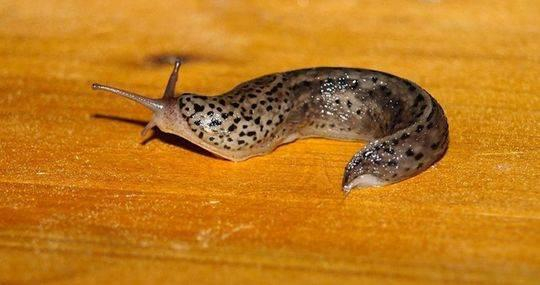 蛞蝓（俗称：鼻涕虫）