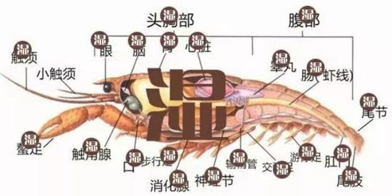 　图自上海发布