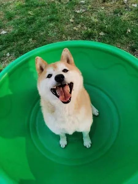 ·登登在宠物学校里玩耍。