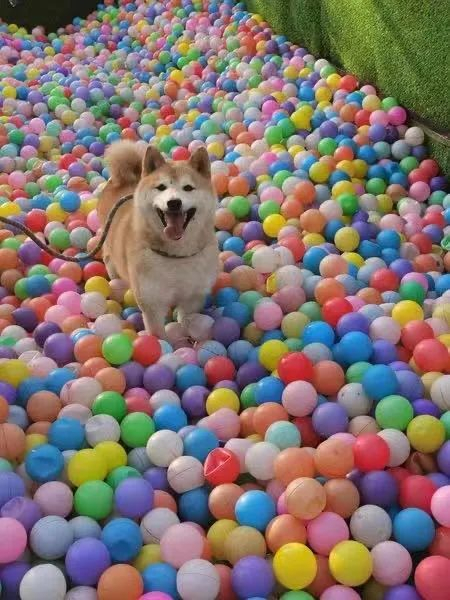 ·登登在玩耍。