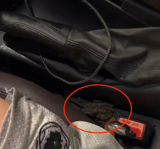 浙江龙泉市狂风暴雨后，车上积水进蛤蟆。图/受访者社交账号