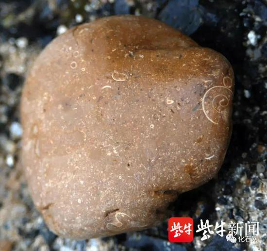 公园景观上的化石