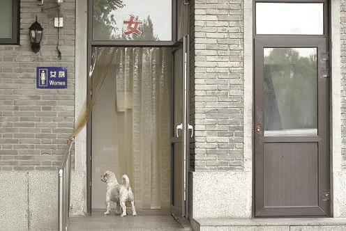 图：一只没有项圈的狗在公厕外徘徊。