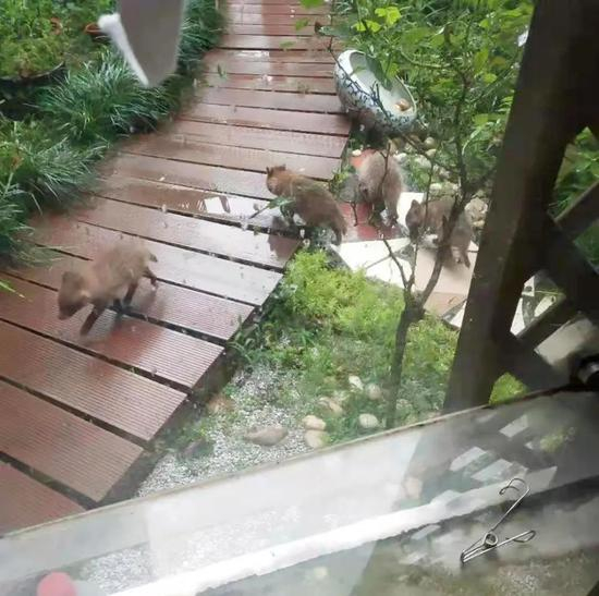 △奥林匹克花园小区居民拍摄到的一窝幼貉。
