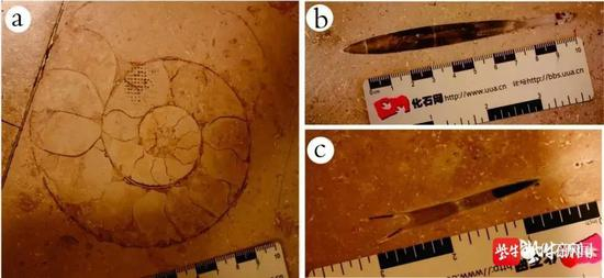 藏在建筑石材中的化石