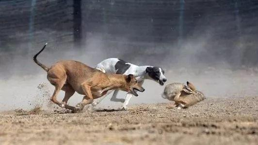 “细狗猎兔”&nbsp;资料图