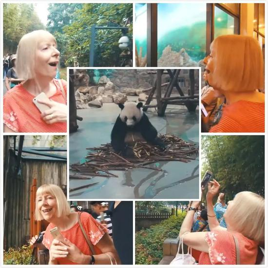 ▲韩梅梅在成都大熊猫繁育研究基地里各种欣赏大熊猫（视频截图）