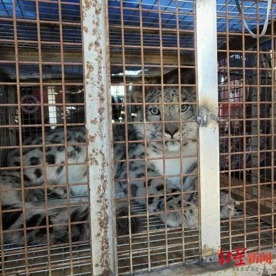 被救助的雪豹。图据新华网