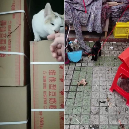 喜欢别苗头的白猫和黑狗