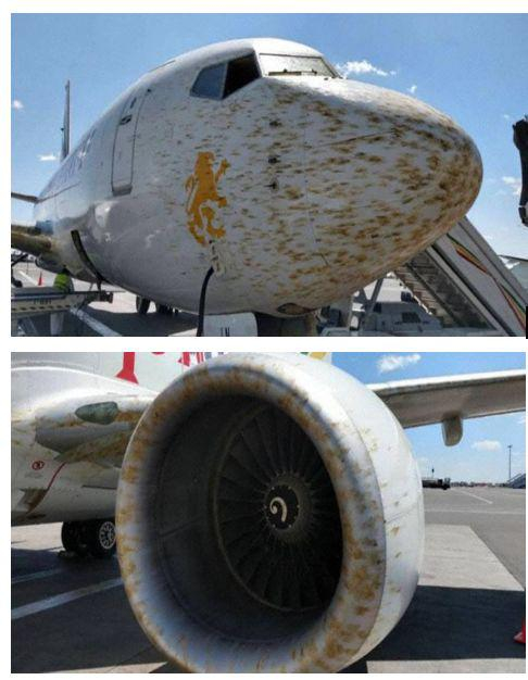  图为被蝗虫撞击后的飞机。图源：Standard Digital