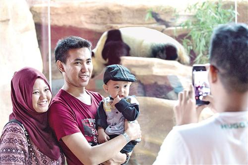 中国大熊猫“彩陶”和“湖春”自2017年9月份抵达印尼以来，受到了印尼社会各界的广泛关注。如今，“彩陶”、“湖春”已成为印尼野生动物园当之无愧的明星动物。图为在印尼茂物野生动物园，一家三口以大熊猫“湖春”为背景合影。 （新华社发）