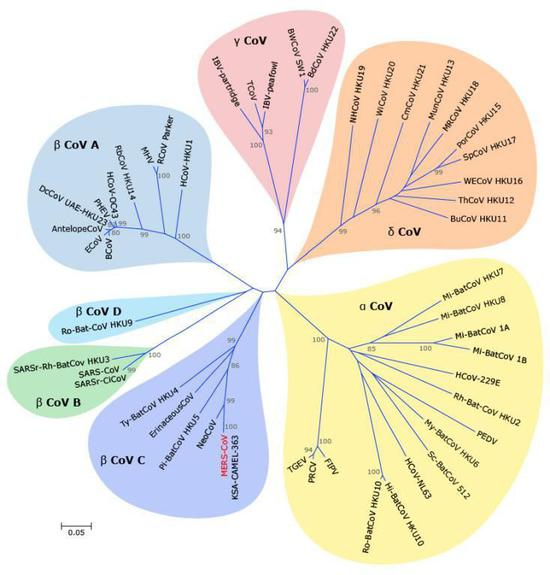 冠状病毒系统发生树（图片来源于中国疾控中心）