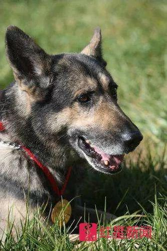  ▲银虎。云南消防总队供图