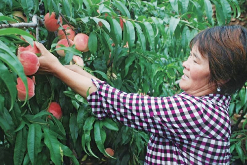  岱崮镇农民在大棚内采摘油桃。