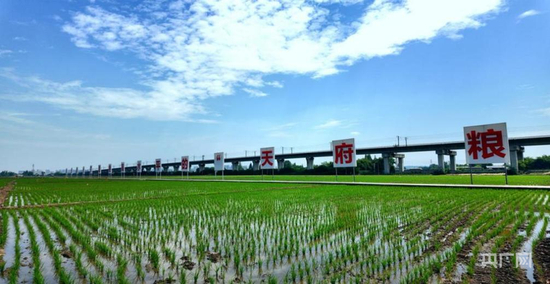  5月中旬的永丰村高标准农田场景（央广网记者 昌思荣 摄）