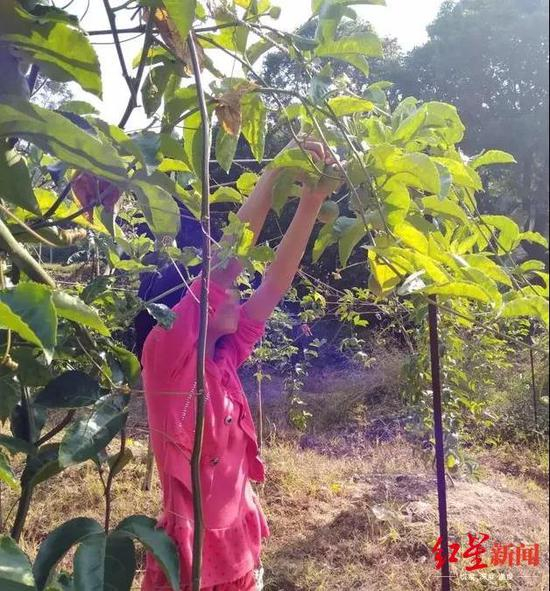 ↑“百香果女孩”杨晓燕 受访者供图