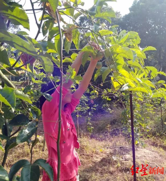 “百香果女孩”杨晓燕 受访者供图