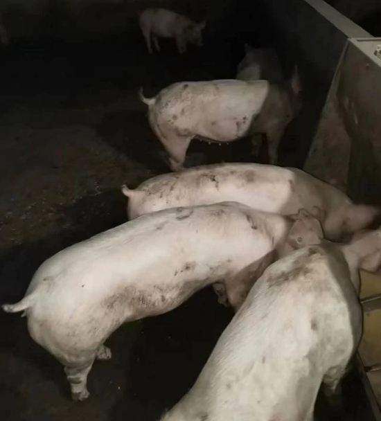（代养户运回饲料喂猪 图片来源：受访者提供）