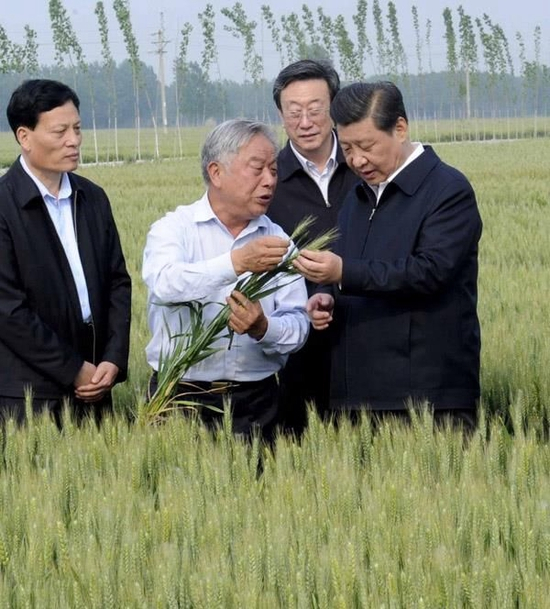  △2014年5月9日，习近平总书记在尉氏县张市镇高标准粮田察看小麦长势。