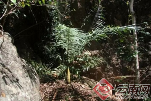 图片来源：自然之友微信公众号