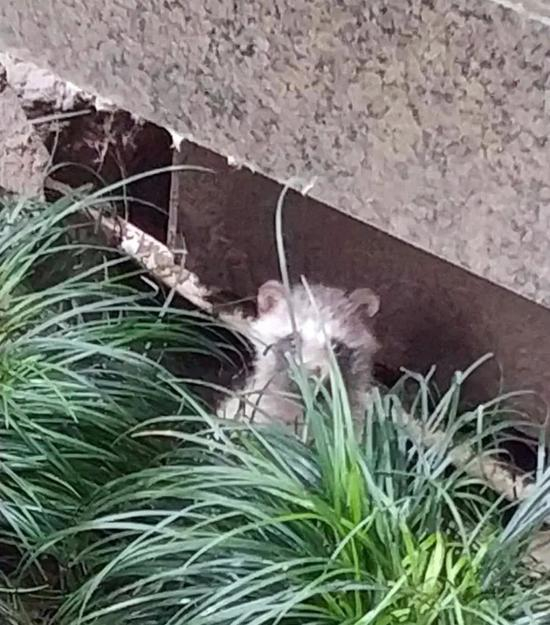 △九城湖滨小区里，居民楼墙根处的沉降缝成为了貉的窝点。图为19号楼旁， 1只幼貉白天在洞口张望。