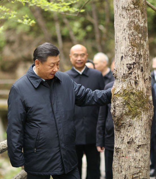 2020年4月20日，习近平在位于陕西商洛市柞水县的秦岭牛背梁国家级自然保护区，考察秦岭生态保护情况。