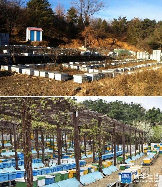 ▲拼版照片： 上图是2012年拍摄的密云区蜜蜂大世界园区内的蜂场（受访者供图）；下图是2020年4月15日拍摄的密云区蜜蜂大世界园区内的蜂场（新华社发 陈钟昊摄）。