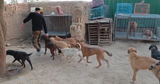 老吴的猎犬。图/胡克非