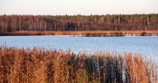  这是2011年11月12日在白俄罗斯别洛韦日国家公园内拍摄的一片湖泊。（新华社发，叶甫盖尼摄）